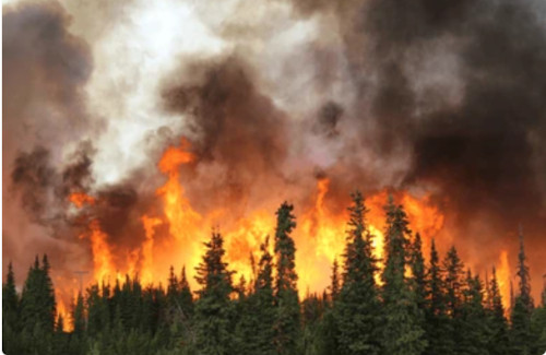 Incendios forestales en el monte