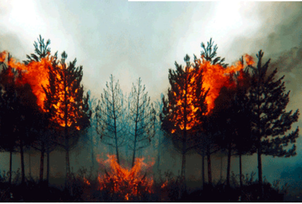 Incendio forestal a través de las copas de los árboles